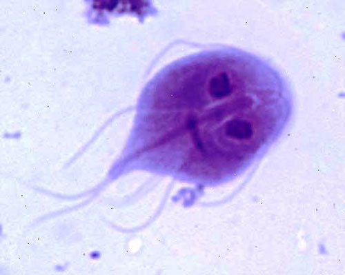 Parasitologia